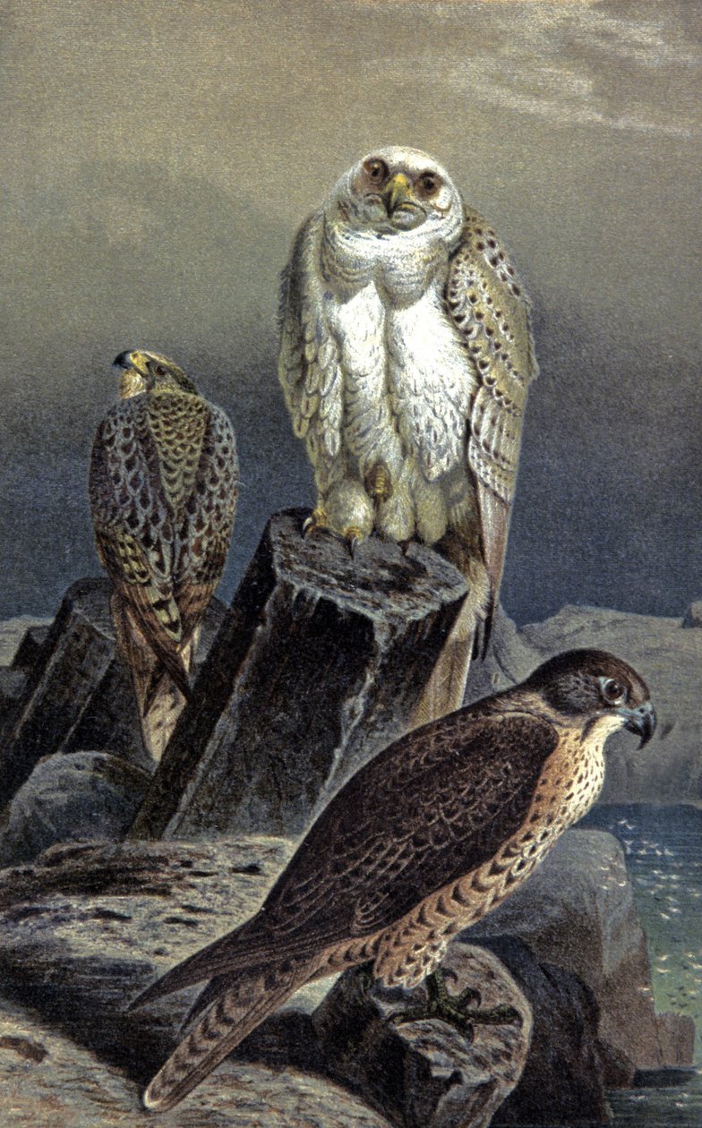 Sokół myśliwski, ok. 1910 r. (ilustracja) autorstwa Wilhelm Kuhnert