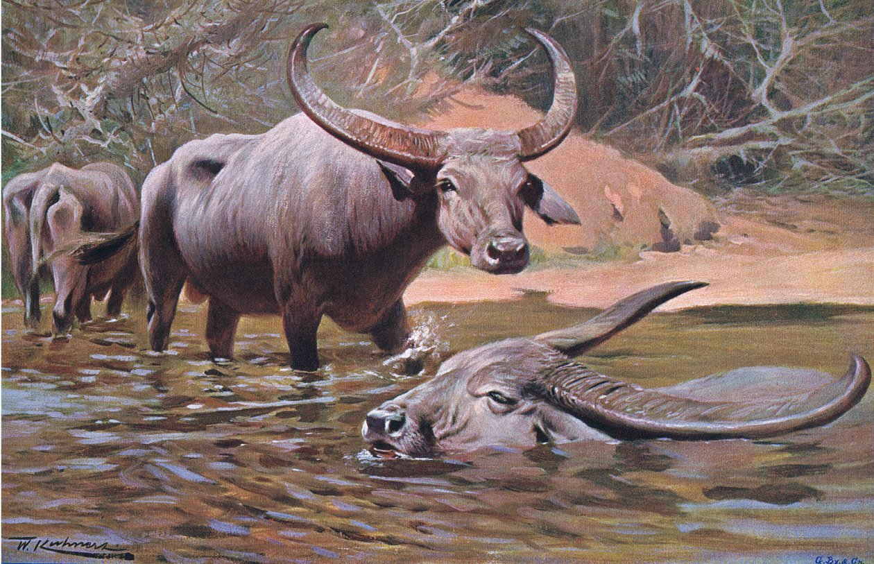Indian Buffalo, z Wildlife of the World wydanej przez Frederick Warne & Co, ok. 1900 autorstwa Wilhelm Kuhnert