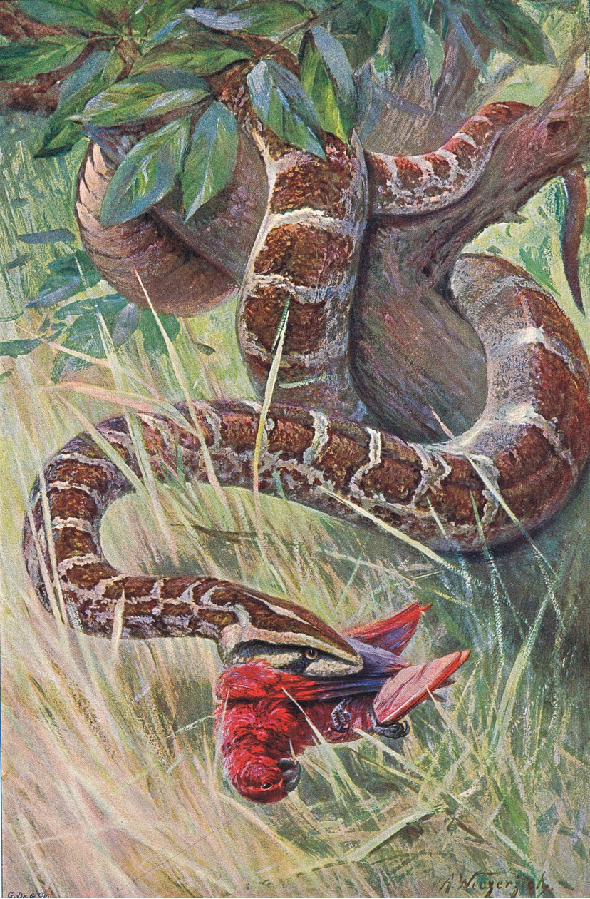 Pyton indyjski, z książki Wildlife of the World wydanej przez Frederick Warne & Co, ok. 1900 autorstwa Wilhelm Kuhnert