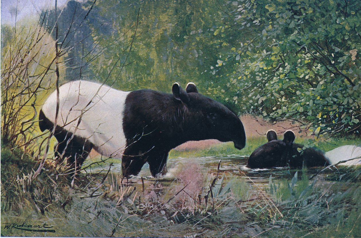 Indian Tapir, z Wildlife of the World wydanej przez Frederick Warne & Co, ok. 1900 autorstwa Wilhelm Kuhnert