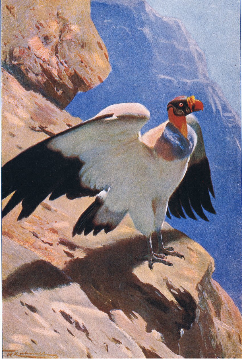 King Vulture, z książki Wildlife of the World wydanej przez Frederick Warne & Co, ok. 1900 autorstwa Wilhelm Kuhnert