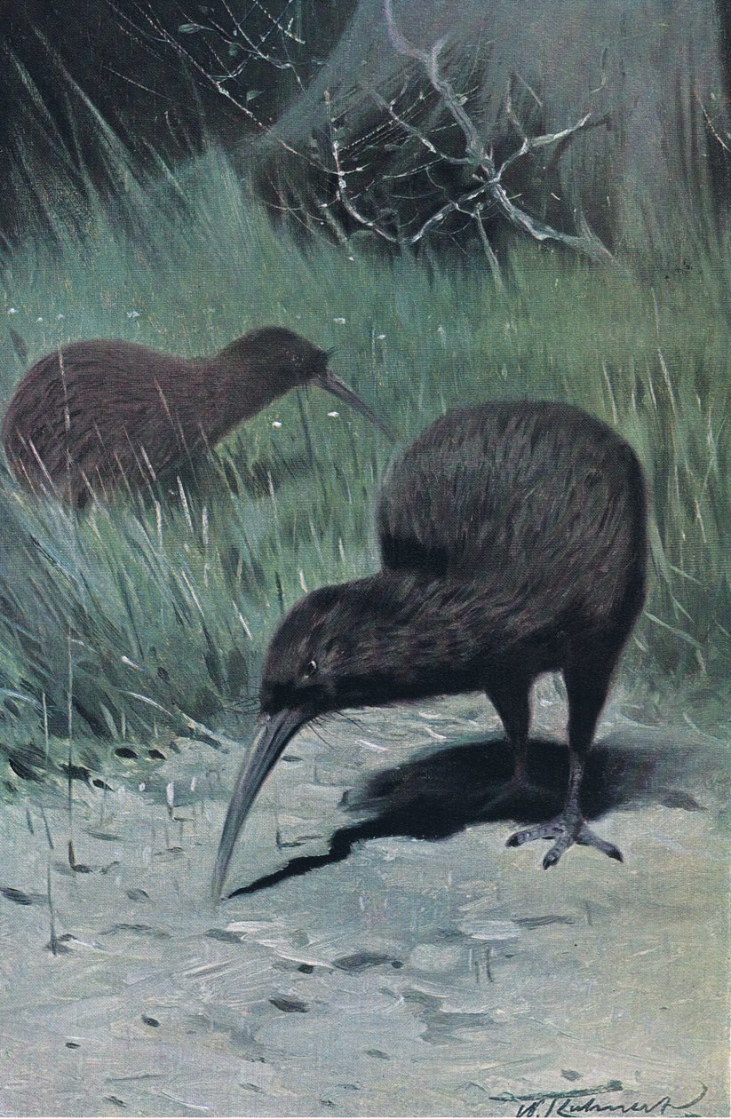 Kiwi, ilustracja z Przyrody świata, ok. 1910 autorstwa Wilhelm Kuhnert
