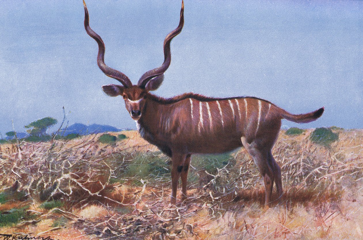 Kudu, ilustracja z Przyrody świata, ok. 1910 autorstwa Wilhelm Kuhnert