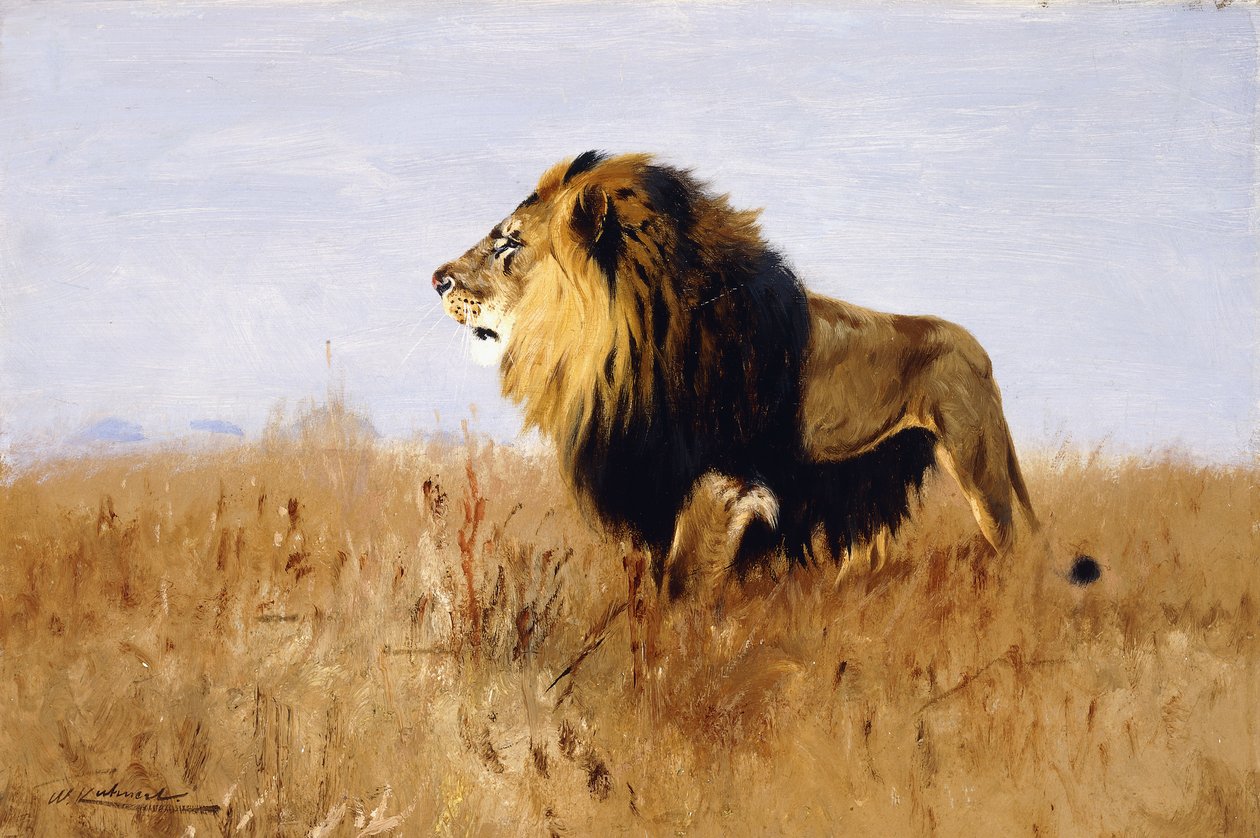 Lew wypatrujący zdobyczy, autorstwa Wilhelm Kuhnert