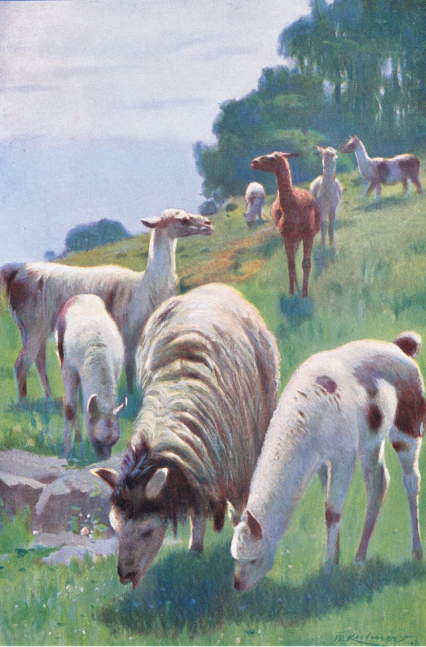Lama, z książki Wildlife of the World wydanej przez Frederick Warne & Co, ok. 1900 autorstwa Wilhelm Kuhnert