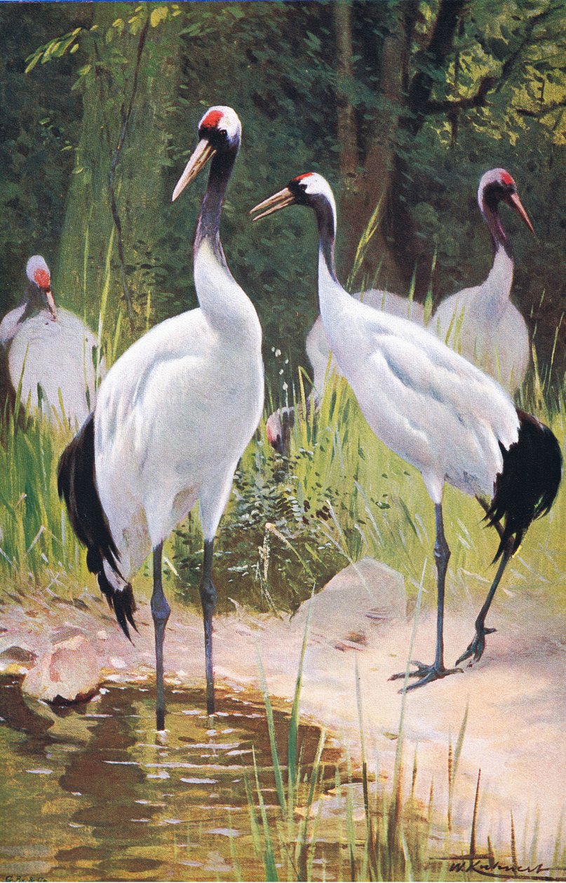 Żuraw mandżurski, z książki Wildlife of the World wydanej przez Frederick Warne & Co, ok. 1900 autorstwa Wilhelm Kuhnert