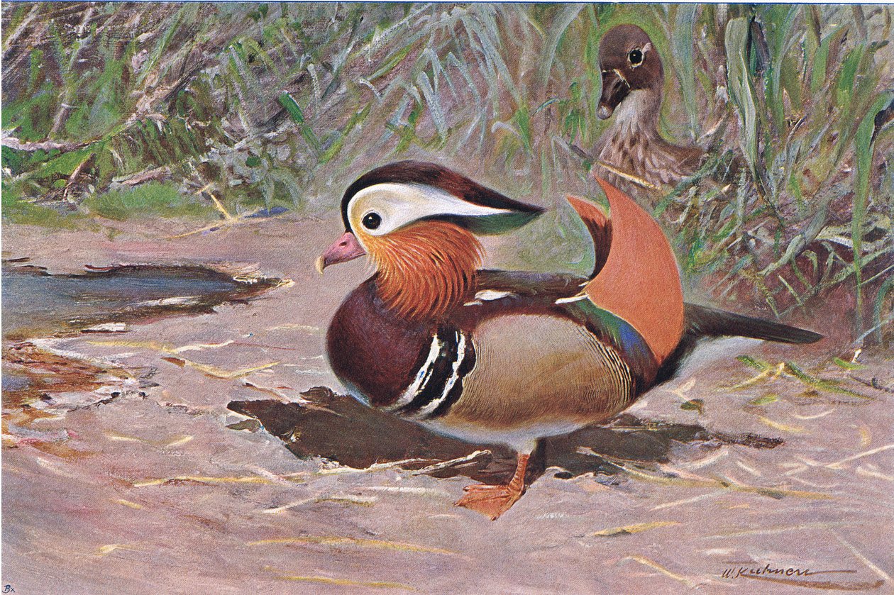 Mandarin Duck, z książki Wildlife of the World wydanej przez Frederick Warne & Co, ok. 1900 autorstwa Wilhelm Kuhnert