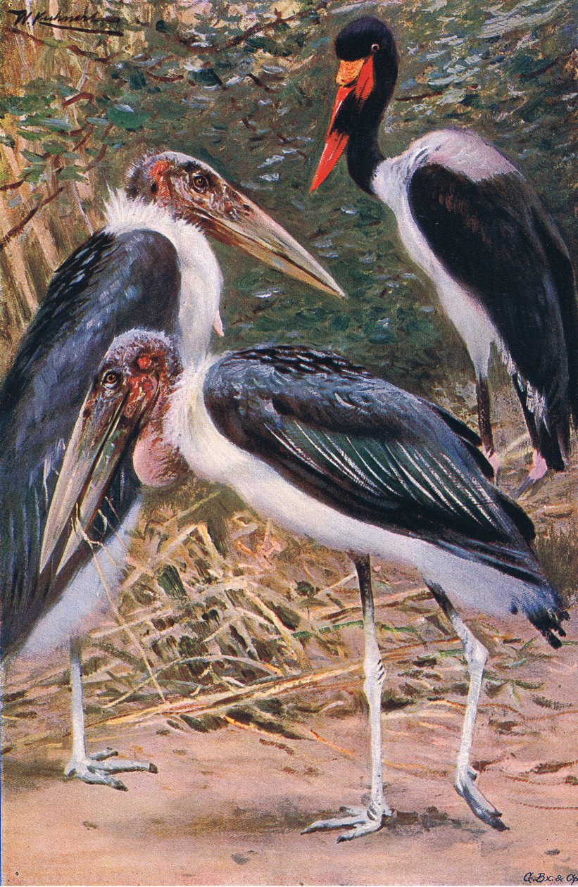 Marabut i Jabiru, ilustracja z Przyrody świata, ok. 1910 r. autorstwa Wilhelm Kuhnert