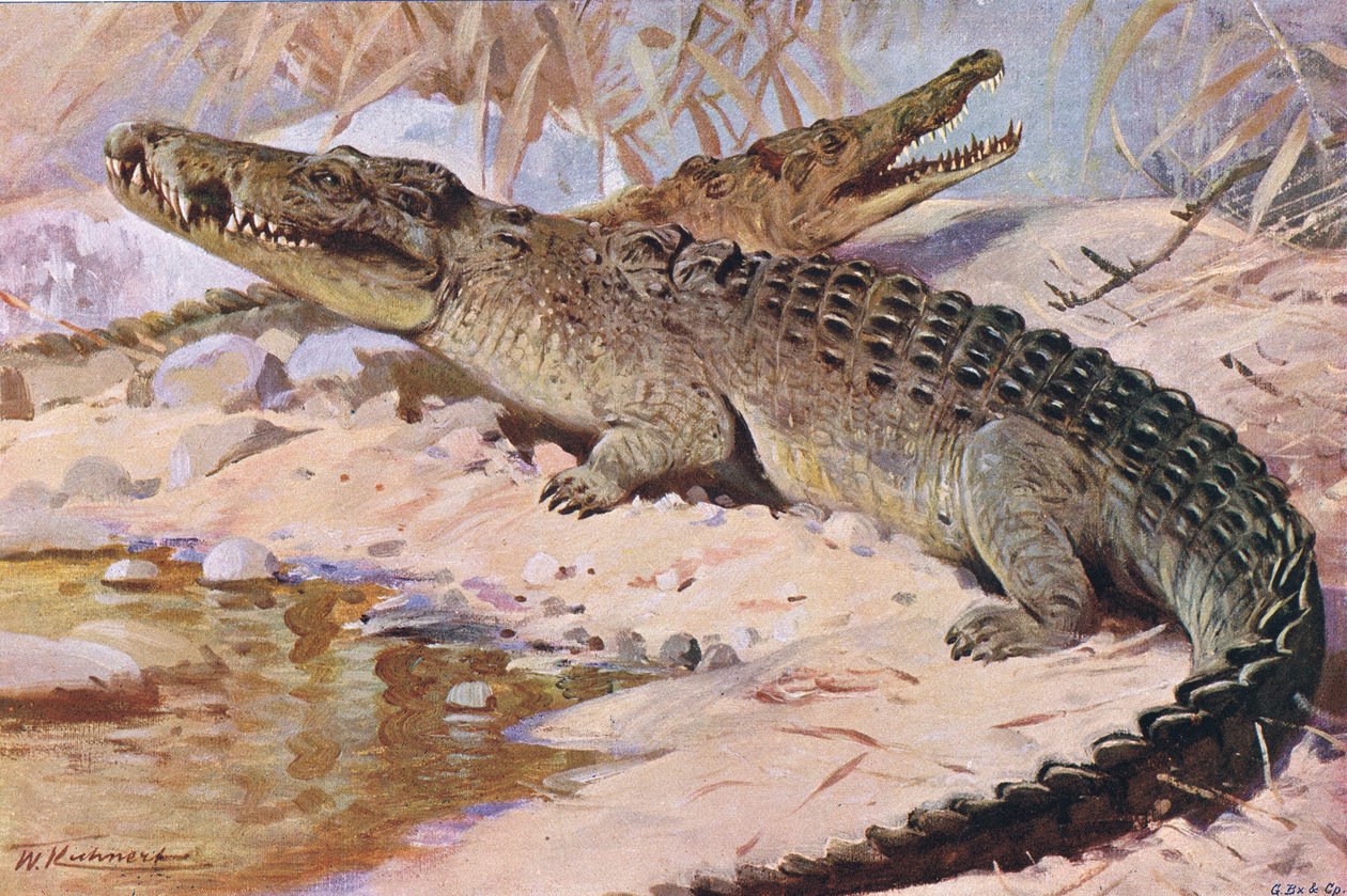 Krokodyl nilowy, ilustracja z Przyrody świata, ok. 1910 r. autorstwa Wilhelm Kuhnert