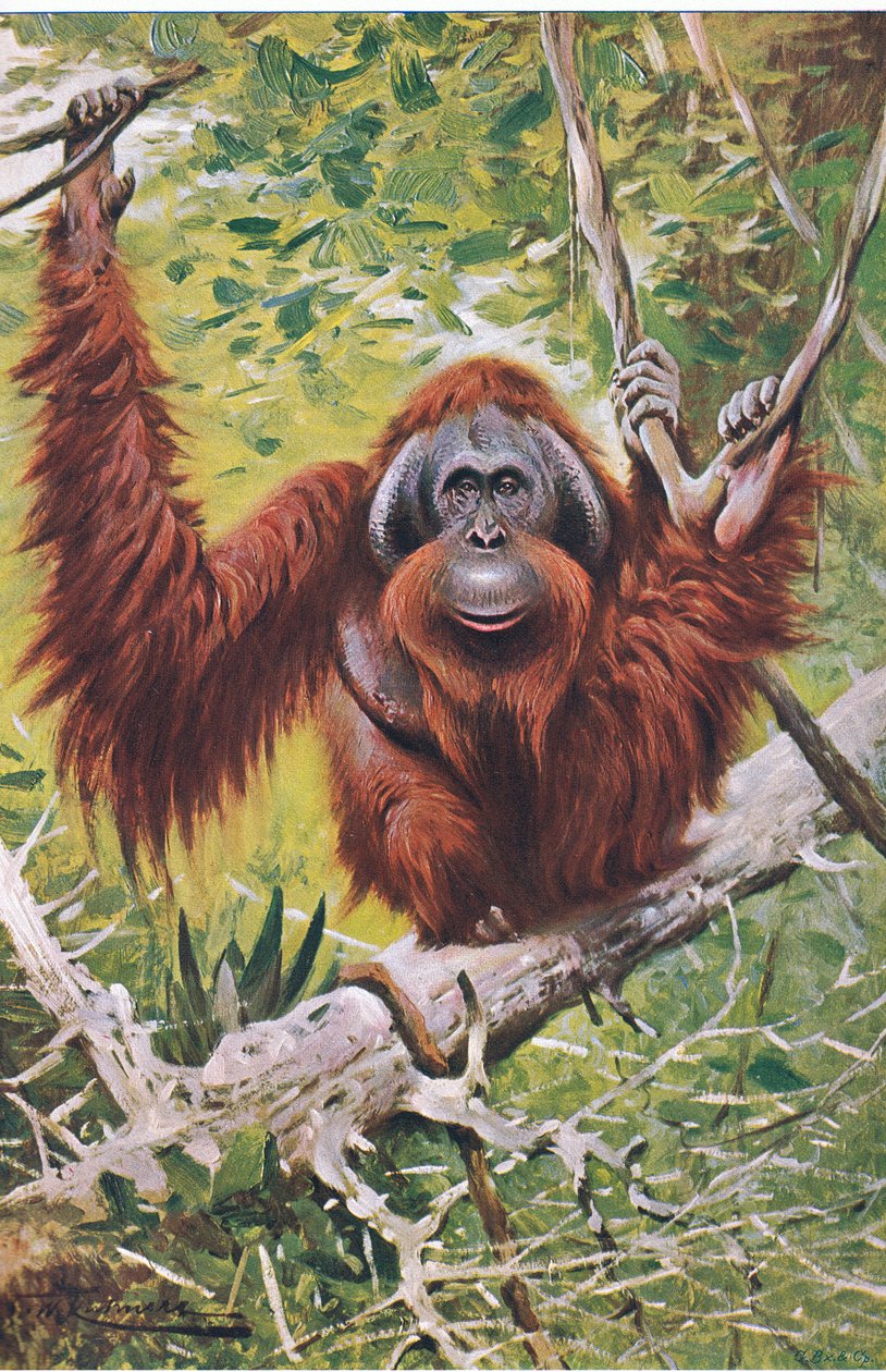 Orang, z książki Wildlife of the World wydanej przez Frederick Warne & Co, ok. 1900 autorstwa Wilhelm Kuhnert