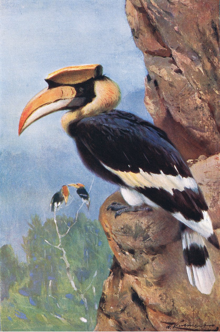 Dzioborożec srokaty, z książki Wildlife of the World wydanej przez Frederick Warne & Co, ok. 1900 autorstwa Wilhelm Kuhnert
