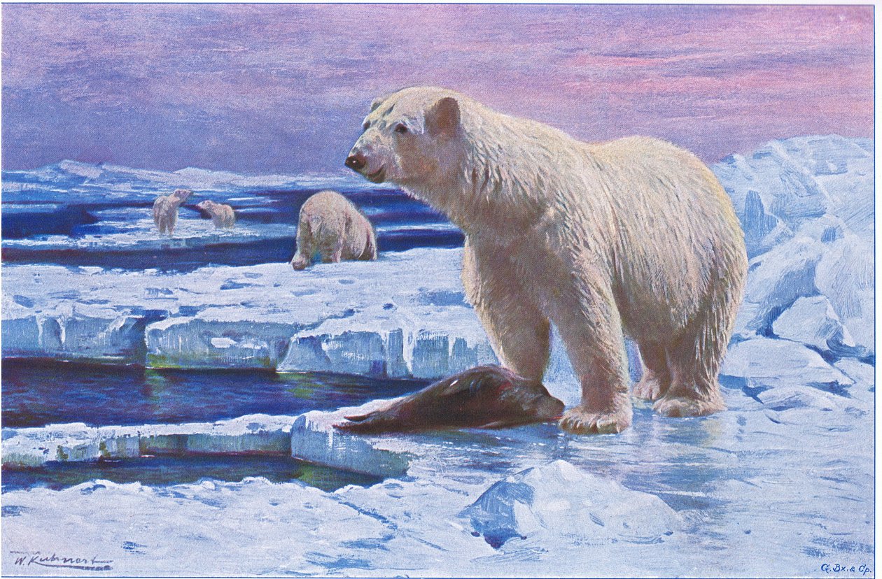 Niedźwiedź polarny, z książki Wildlife of the World wydanej przez Frederick Warne & Co, ok. 1900 autorstwa Wilhelm Kuhnert