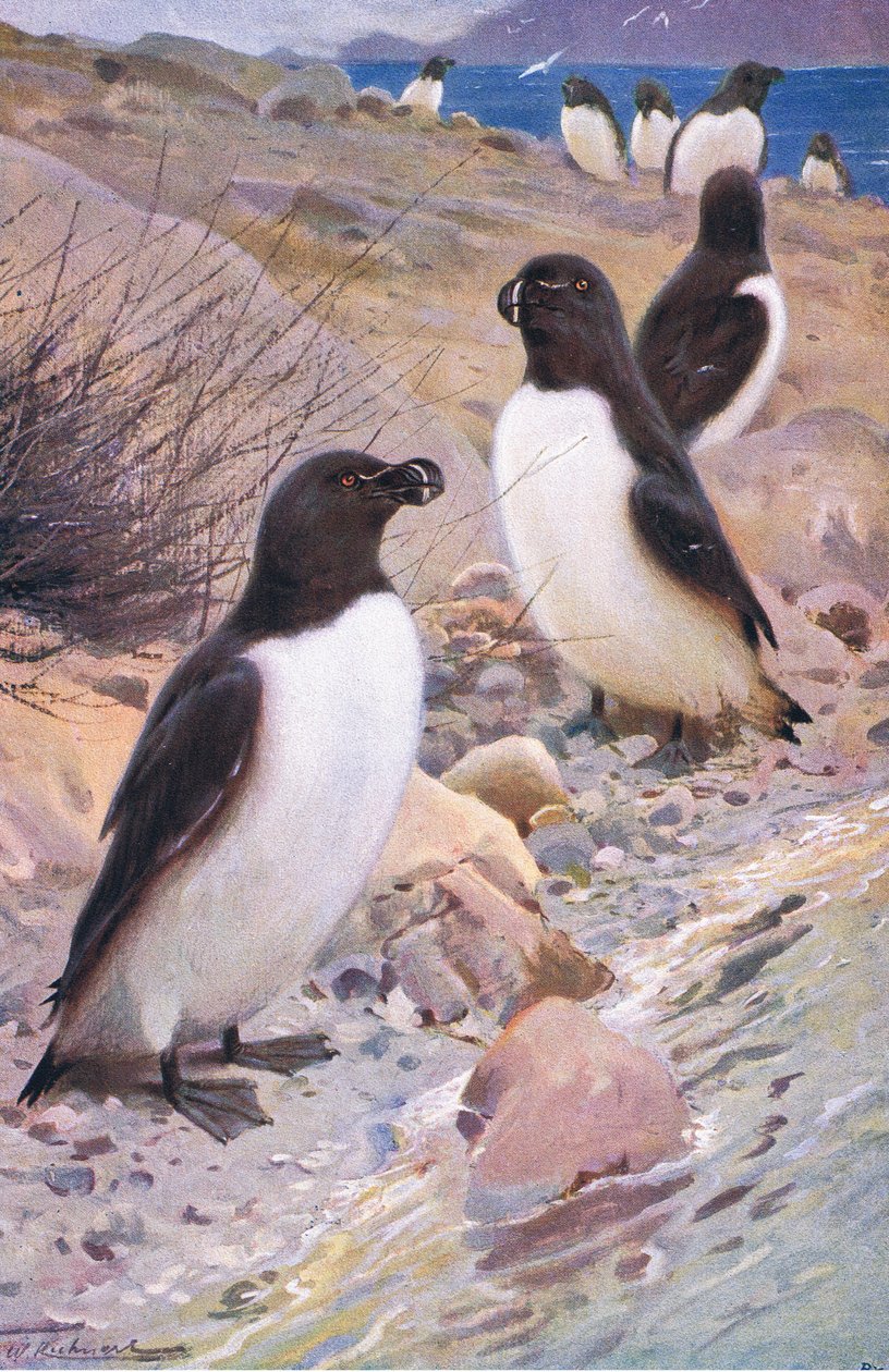 Razorbill, z Wildlife of the World wydanej przez Frederick Warne & Co, ok. 1900 autorstwa Wilhelm Kuhnert