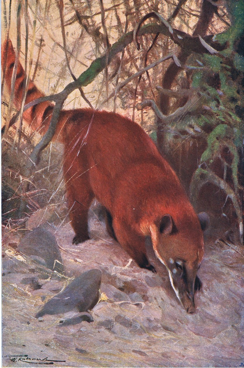 Red Coati, z Wildlife of the World wydanej przez Frederick Warne & Co, ok. 1900 autorstwa Wilhelm Kuhnert