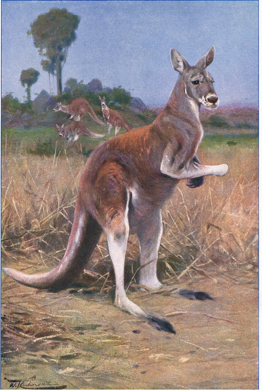 Czerwony kangur, ilustracja z Przyrody świata, ok. 1910 r. autorstwa Wilhelm Kuhnert
