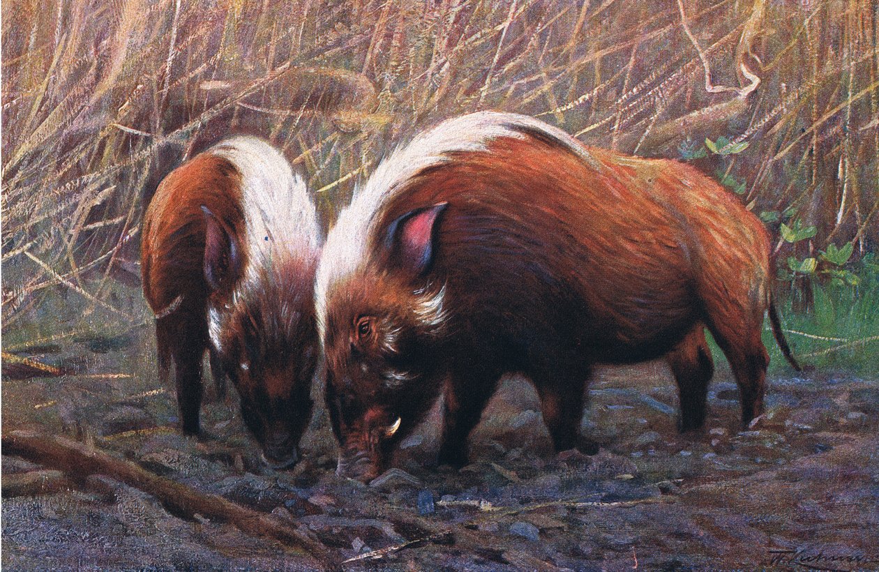 Rzeka Wieprz, ilustracja z Przyrody świata, ok. 1910 r. autorstwa Wilhelm Kuhnert