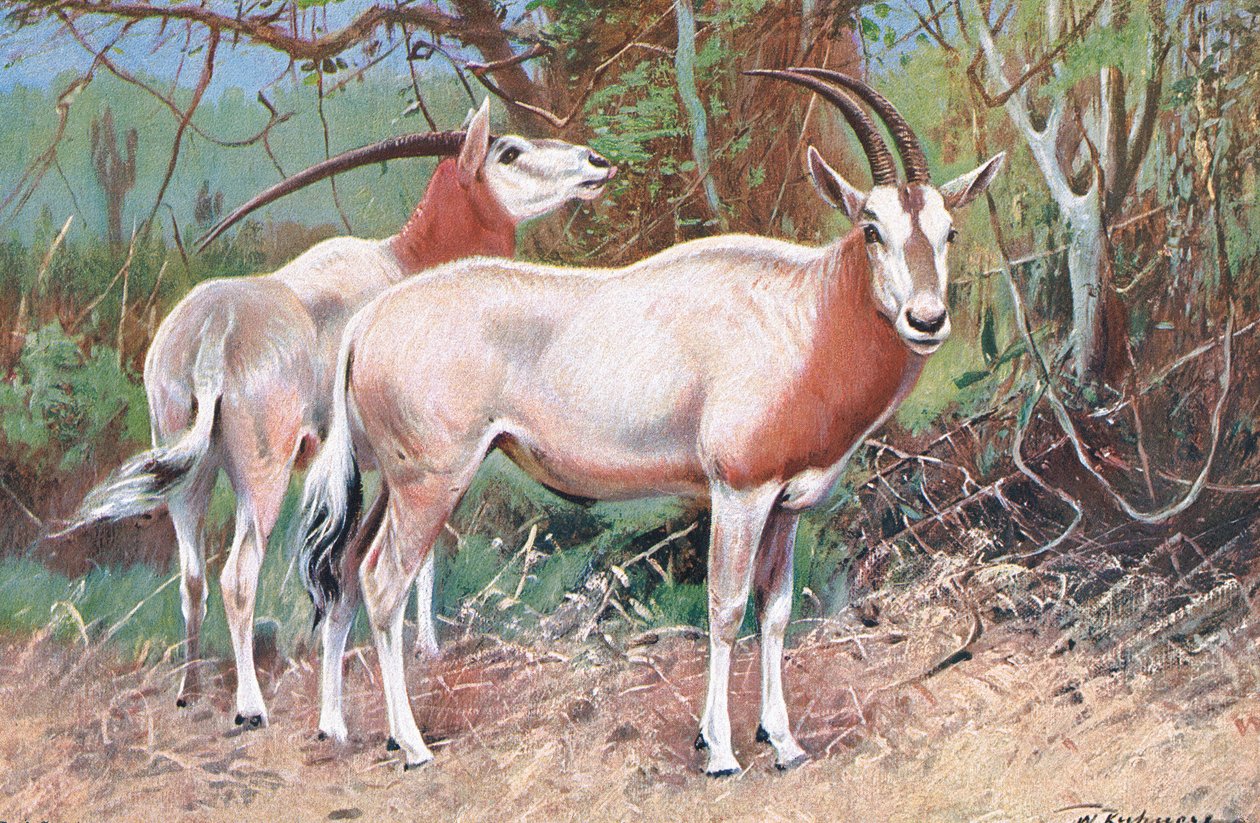 Antylopa sobolowa, ilustracja z Przyrody świata, ok. 1910 r. autorstwa Wilhelm Kuhnert