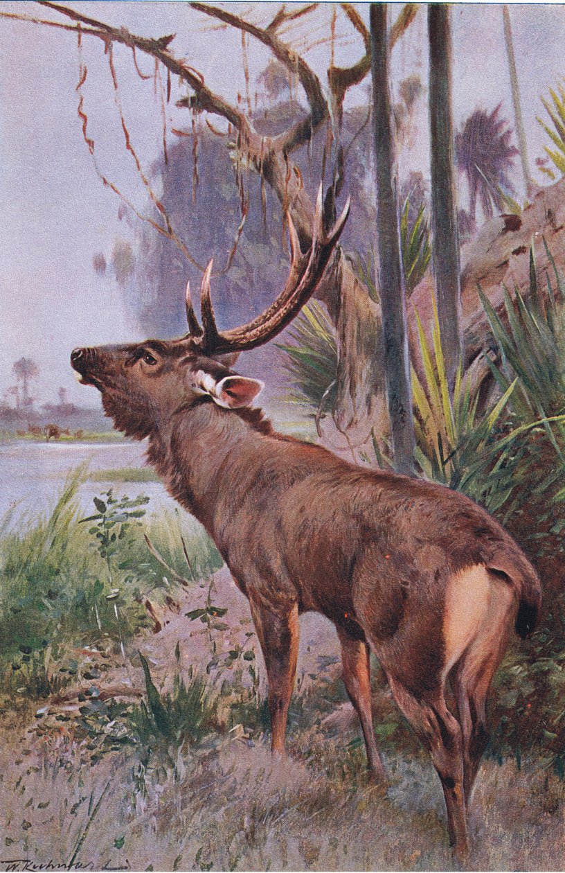 Sambar, z książki Wildlife of the World wydanej przez Frederick Warne & Co, ok. 1900 autorstwa Wilhelm Kuhnert