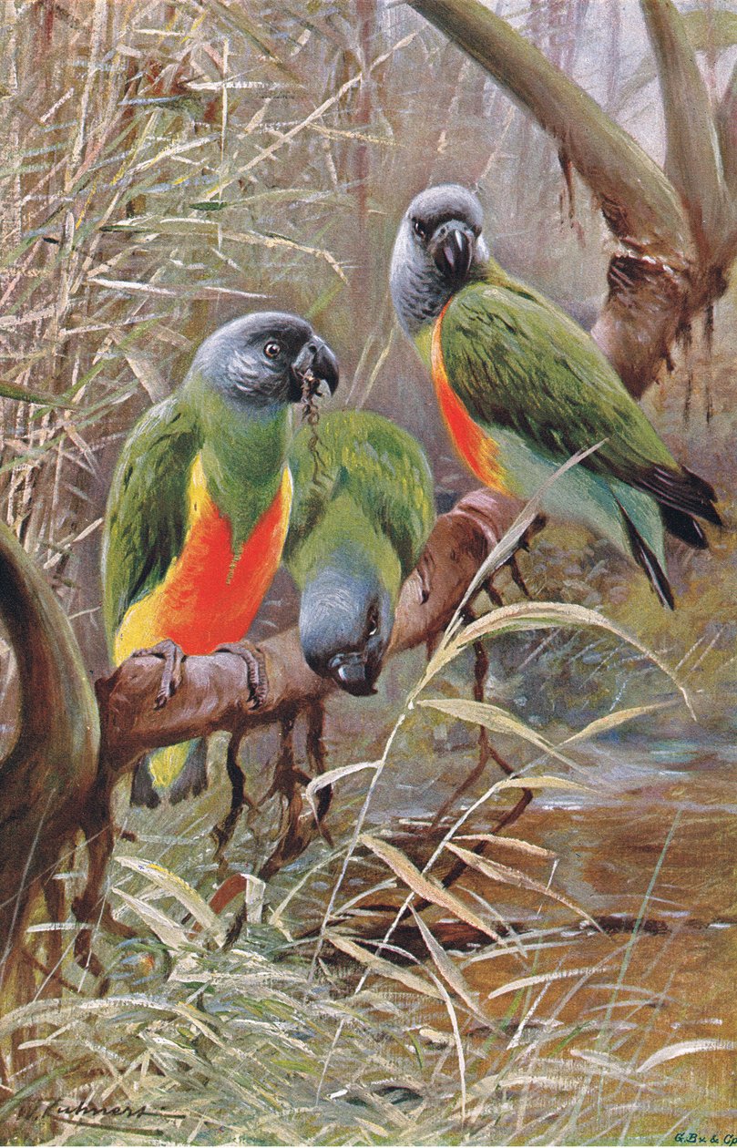 Senegal Parrot, ilustracja z Przyrody świata, ok. 1910 r. autorstwa Wilhelm Kuhnert