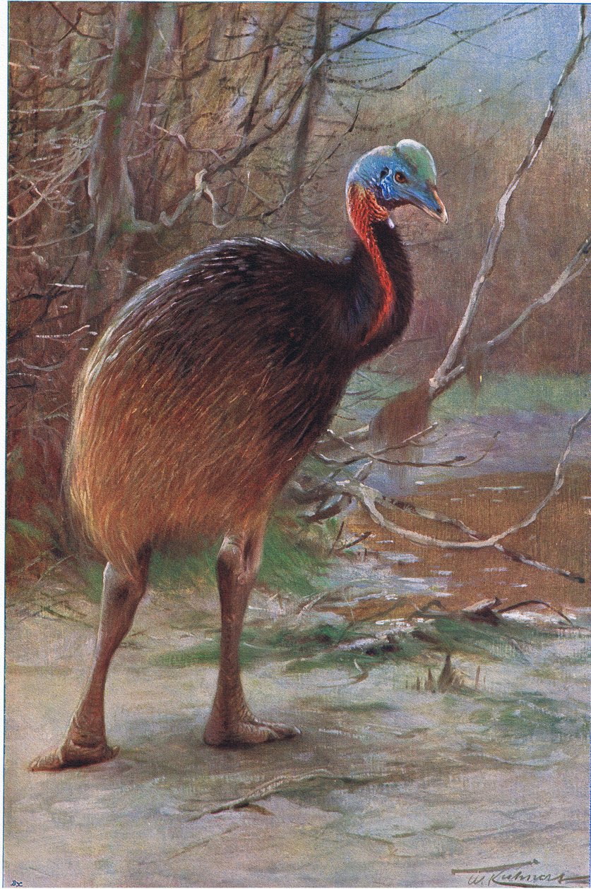 Kazuar jednoszyjkowy, ilustracja z filmu Wildlife of the World, ok. 1910 r. autorstwa Wilhelm Kuhnert