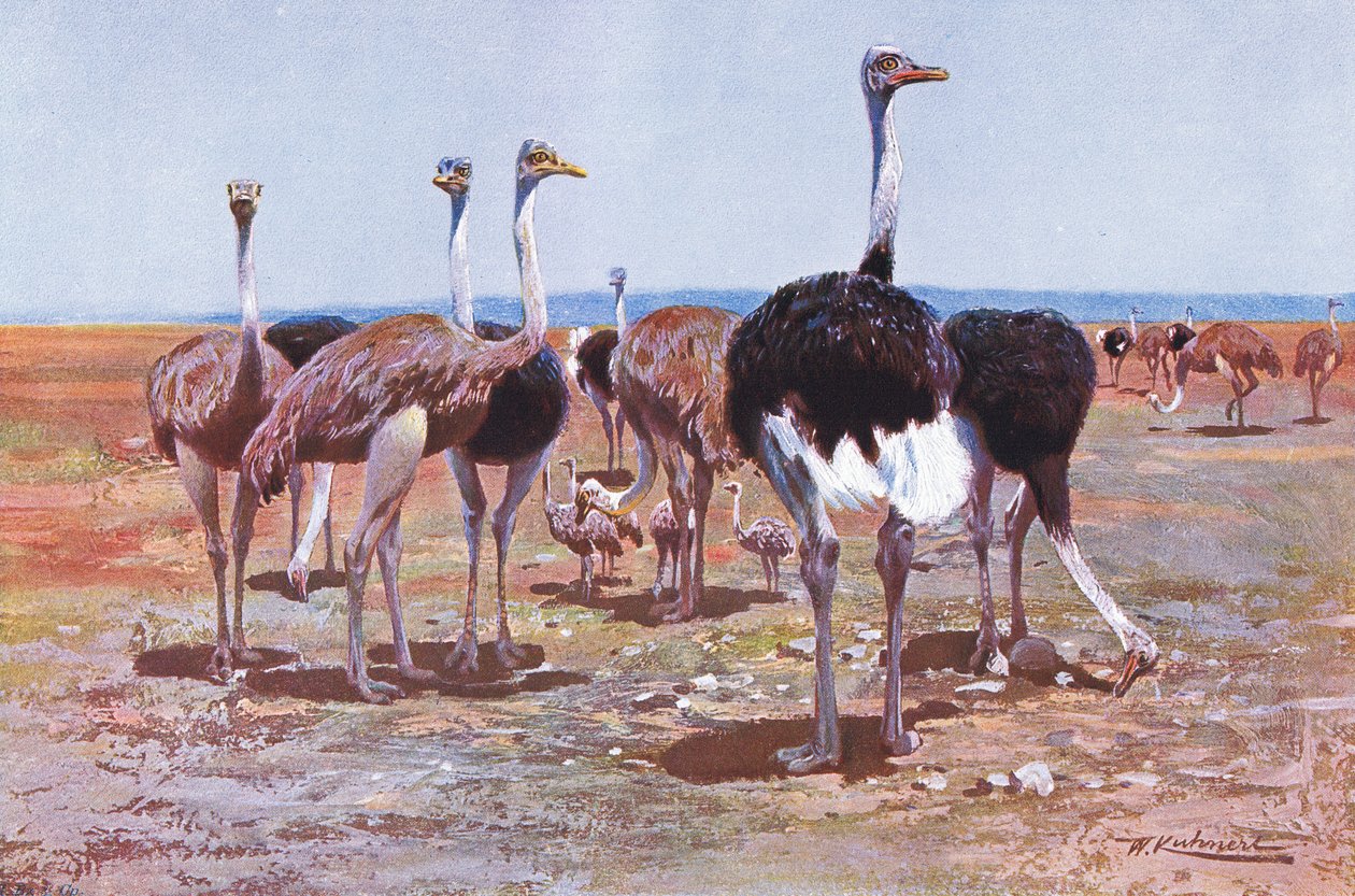 Somalijski struś, ilustracja z Przyrody świata, ok. 1910 r. autorstwa Wilhelm Kuhnert