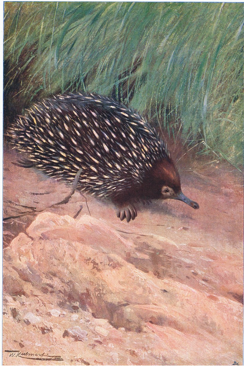 Mrówkożerca kolczasty, ilustracja z Przyrody świata, ok. 1910 r. autorstwa Wilhelm Kuhnert