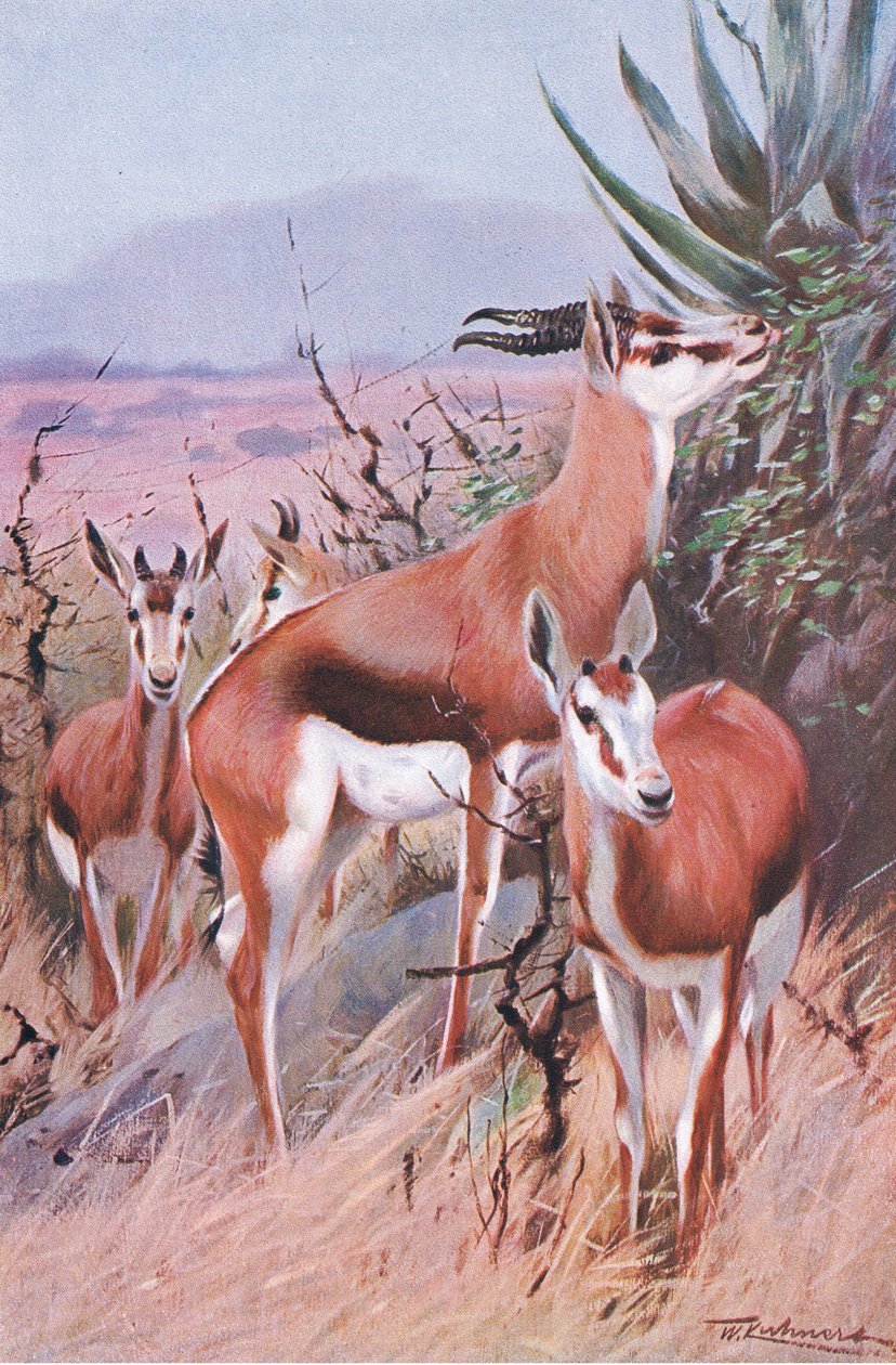 Springbok, ilustracja z Przyrody świata, ok. 1910 autorstwa Wilhelm Kuhnert