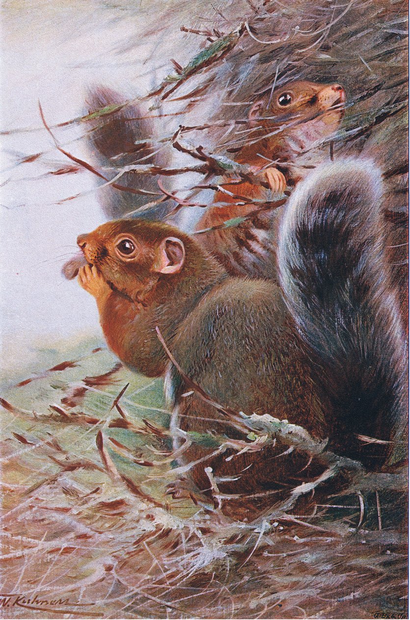 Św. Paweł Wiewiórka, ilustracja z Przyrody świata, ok. 1910 autorstwa Wilhelm Kuhnert