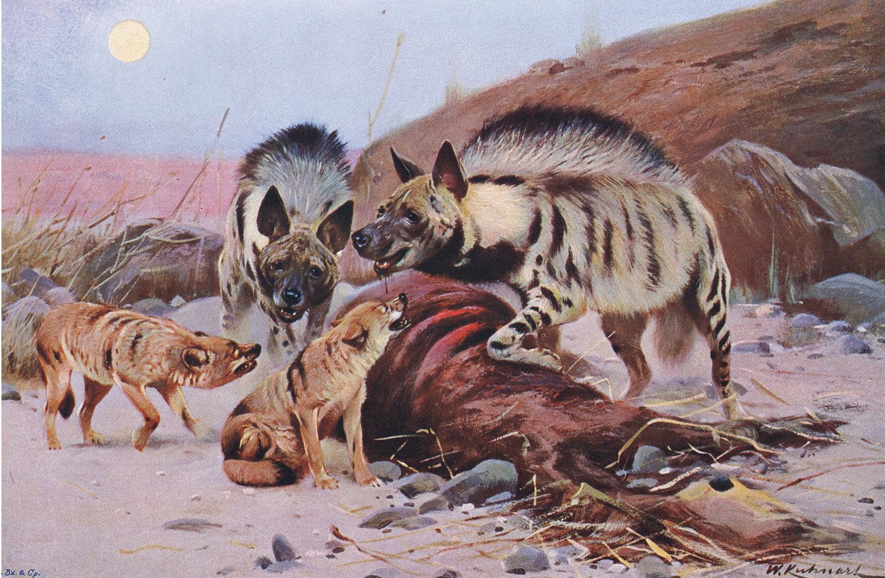 Hiena pręgowana i Szakal, z książki Wildlife of the World wydanej przez Frederick Warne & Co, ok. 1900 autorstwa Wilhelm Kuhnert