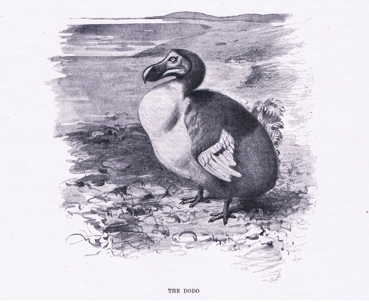 Dodo, ilustracja z Przyrody świata, ok. 1910 autorstwa Wilhelm Kuhnert