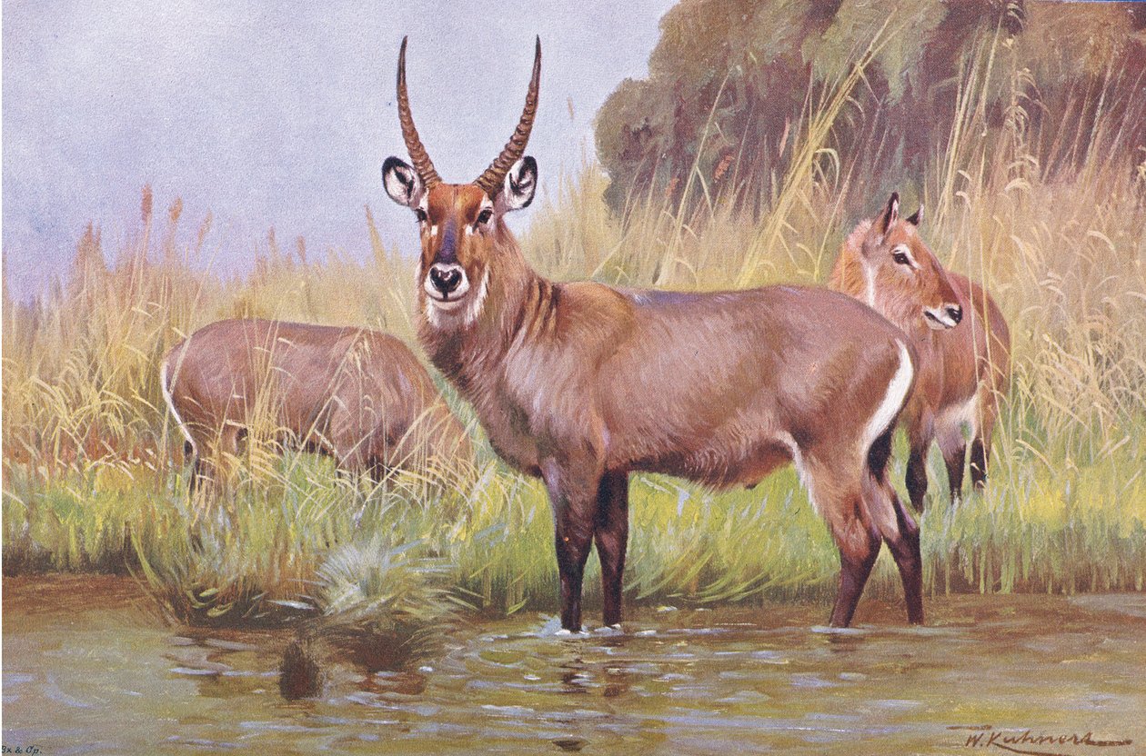 Wodnik, ilustracja z Przyrody świata, ok. 1910 r. autorstwa Wilhelm Kuhnert