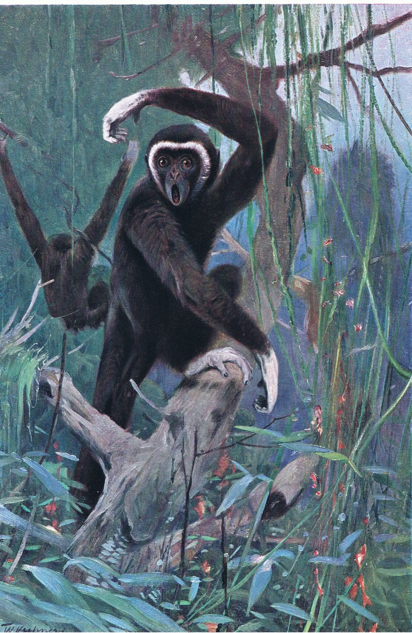 Gibon białoręczny, z książki Wildlife of the World wydanej przez Frederick Warne & Co, ok. 1900 autorstwa Wilhelm Kuhnert