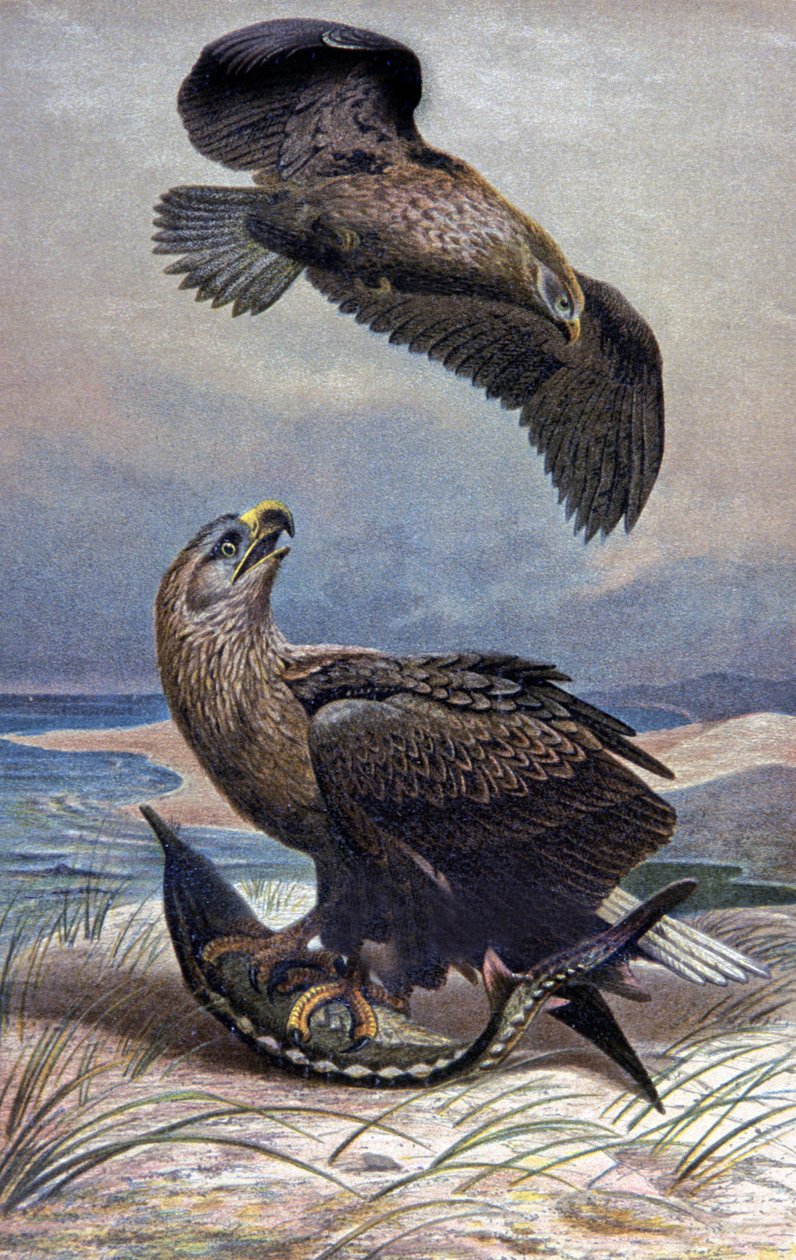 Bielik, ok. 1910 r. (ilustracja) autorstwa Wilhelm Kuhnert