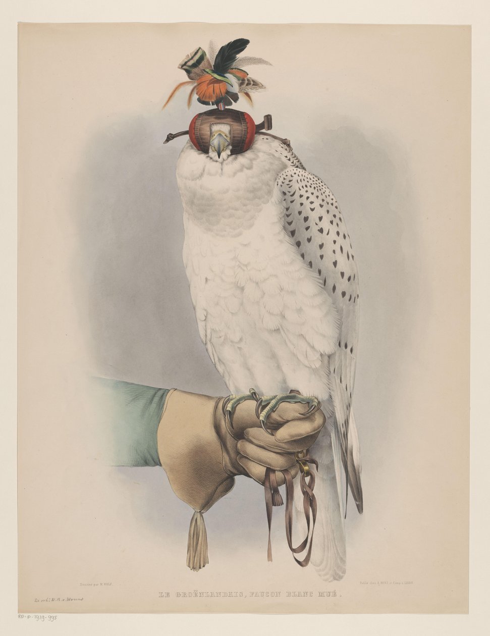 Biały sokół grenlandzki Le groënlandais, faucon blanc mué (tytuł na obiekcie) autorstwa Willem Bastiaan van Wouw (possibly)