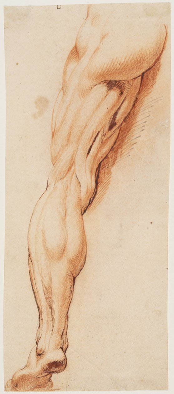Studium anatomiczne (écorché). Obdarta ze skóry lewa noga mężczyzny widziana z tyłu autorstwa Willem Panneels