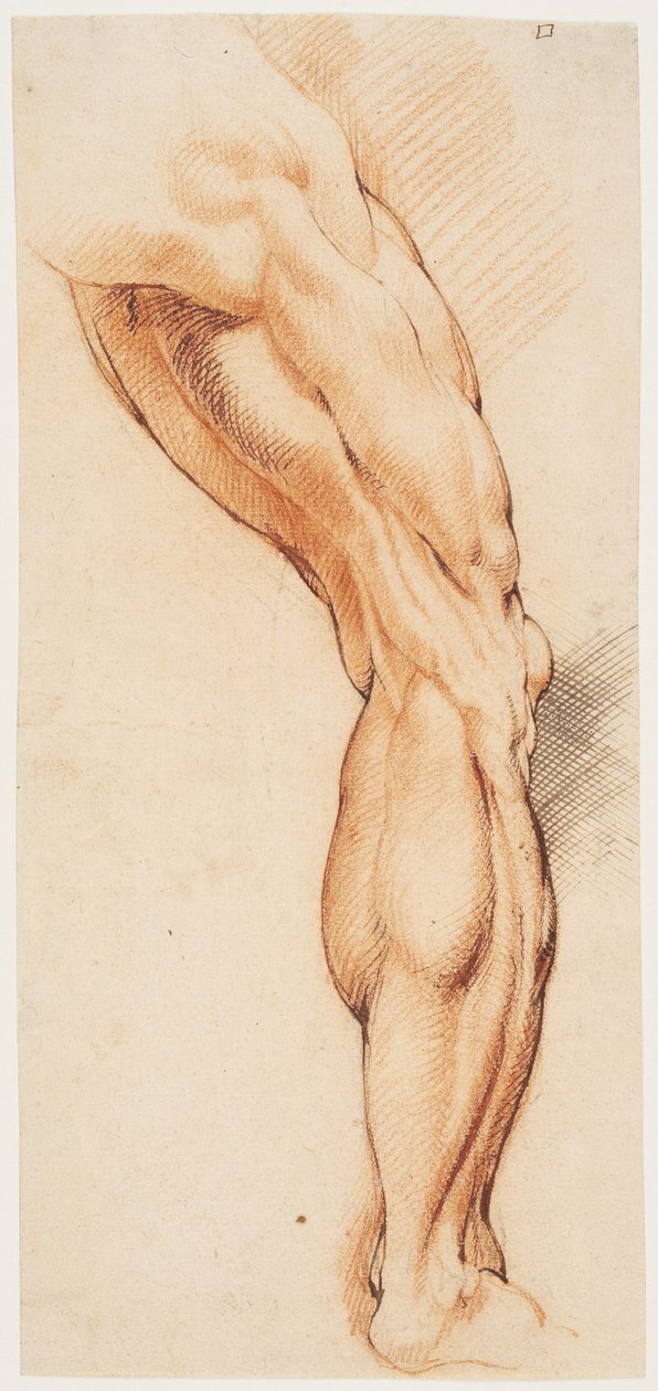Studium anatomiczne (écorché). Obdarta ze skóry prawa noga mężczyzny widziana z tyłu, zwrócona w prawo autorstwa Willem Panneels