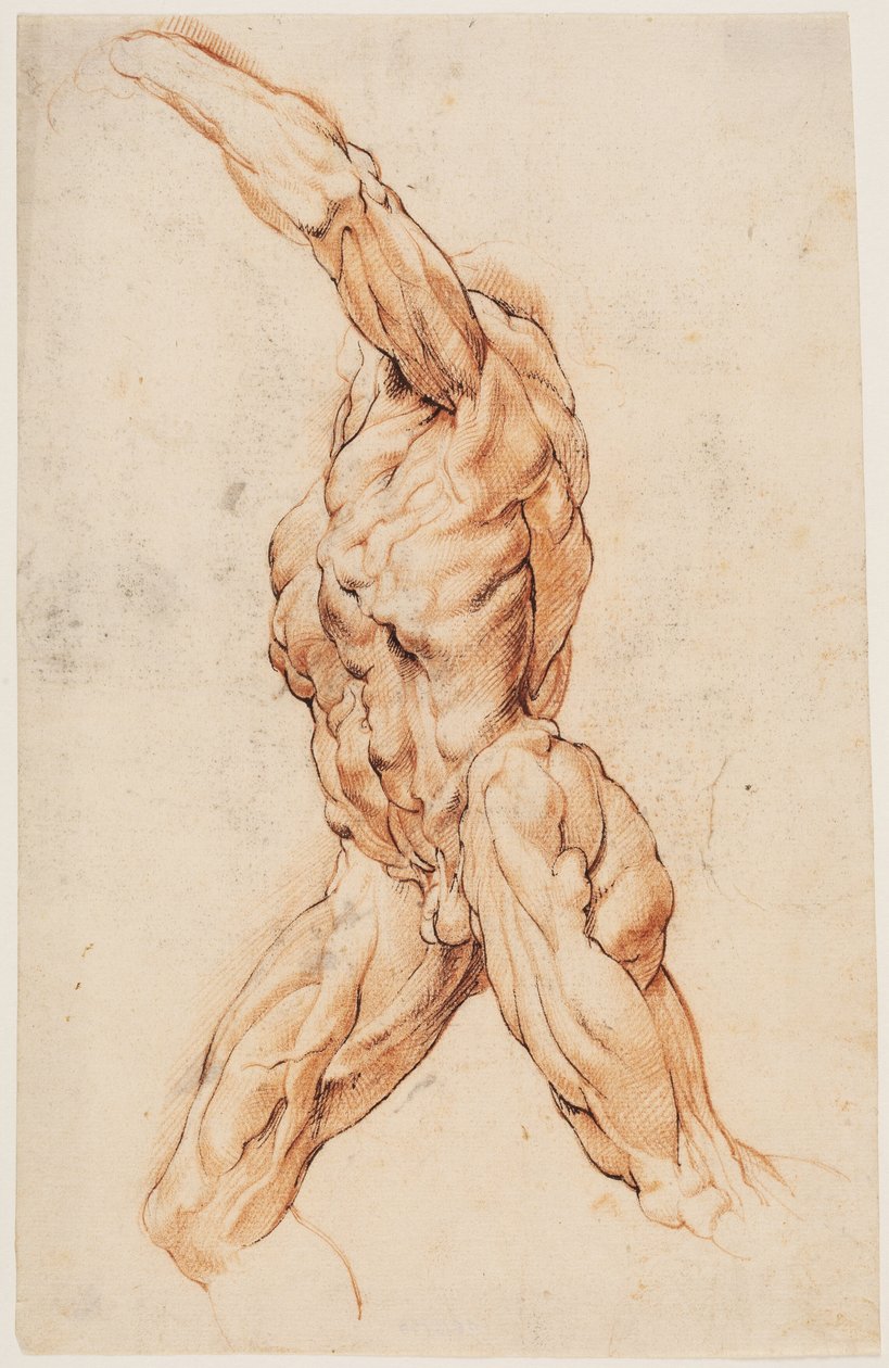 Studium anatomiczne (écorchés). Chodzący mężczyzna ze skóry obrócony w lewo autorstwa Willem Panneels