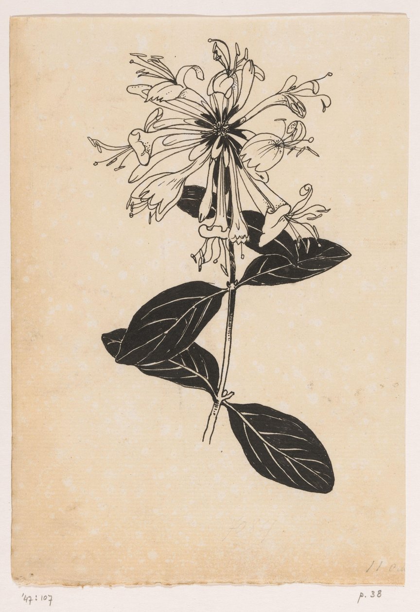 Wiciokrzew autorstwa Willem Wenckebach