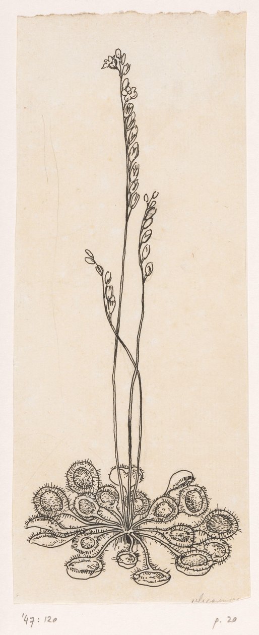 muchołówka autorstwa Willem Wenckebach