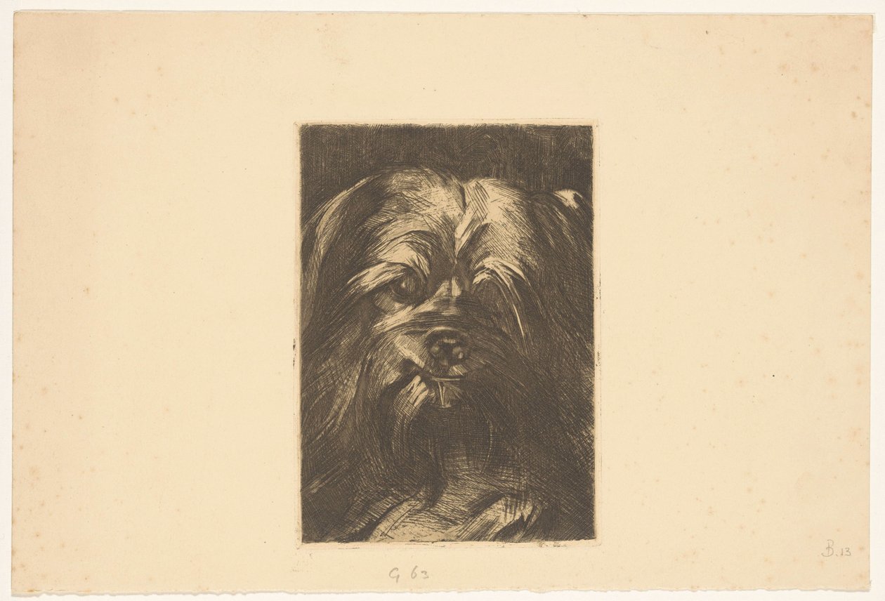 Pies Phoebus autorstwa Willem Arnoldus Witsen