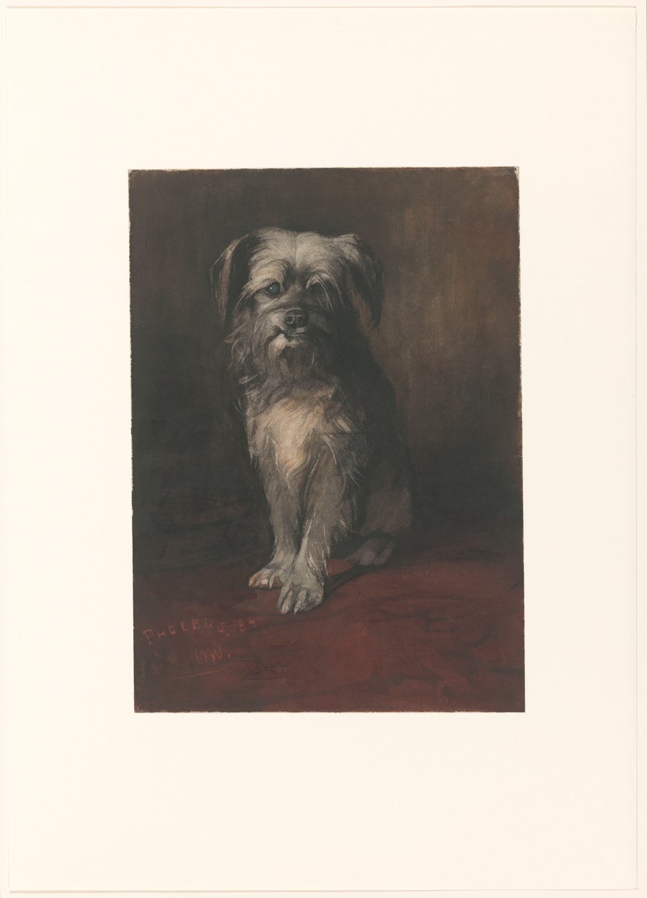 Portret psa Phoebus autorstwa Willem Arnoldus Witsen