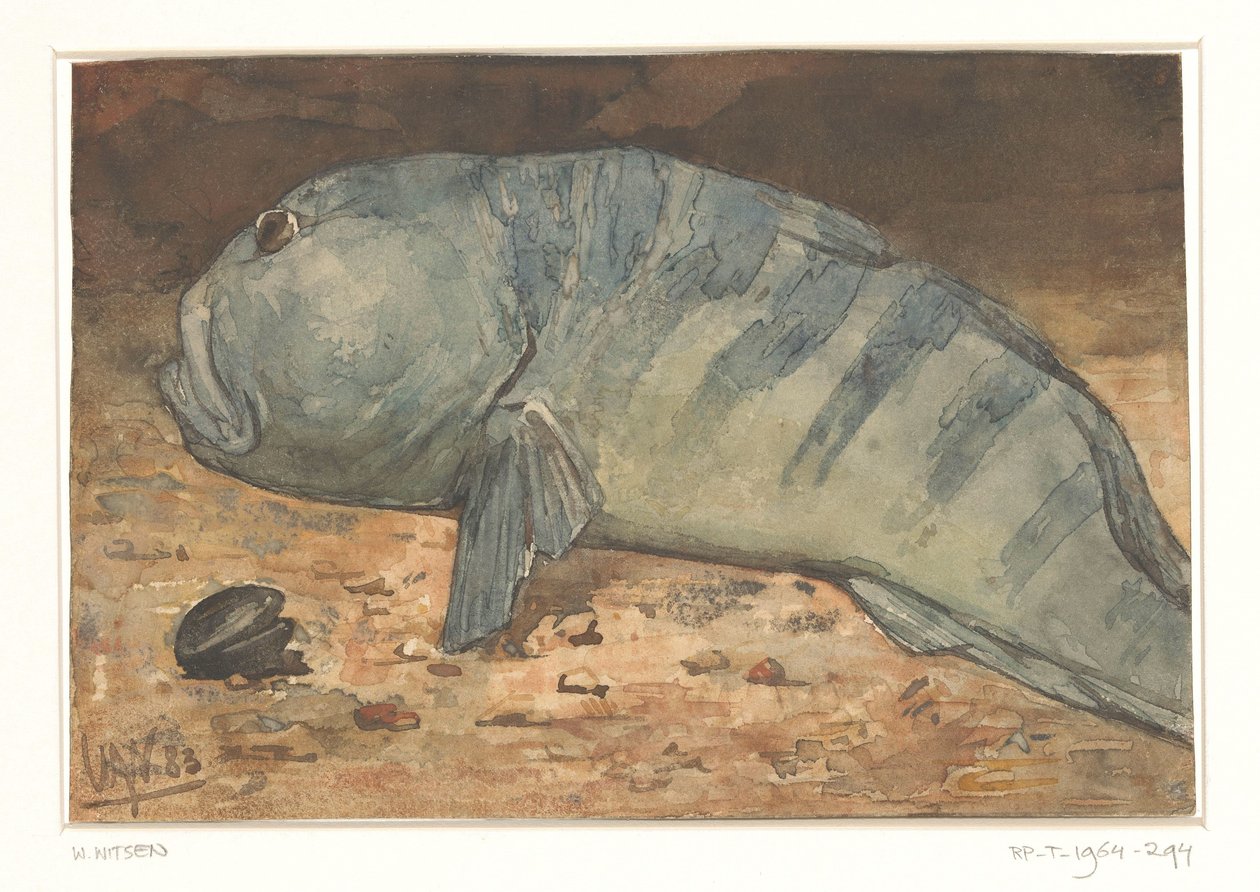 Widok z boku ryby autorstwa Willem Arnoldus Witsen