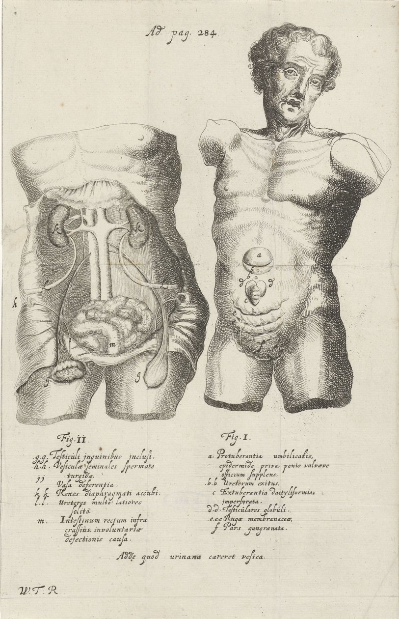 Badanie anatomiczne dwóch kadłubów autorstwa Willem ten Rhijne