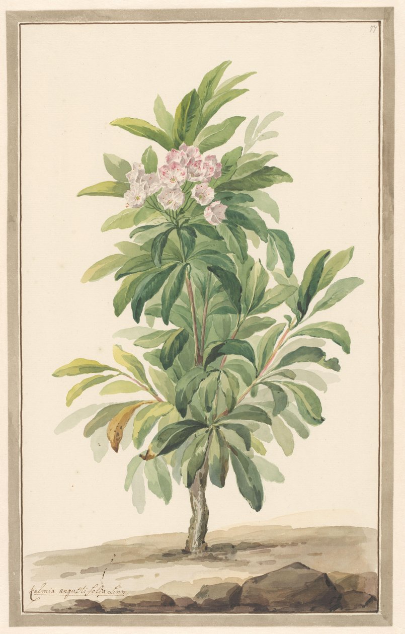 Smalbladige lepelboom w krajobrazie (Kalmia Angustifolia) autorstwa Willem van Leen (attributed to)