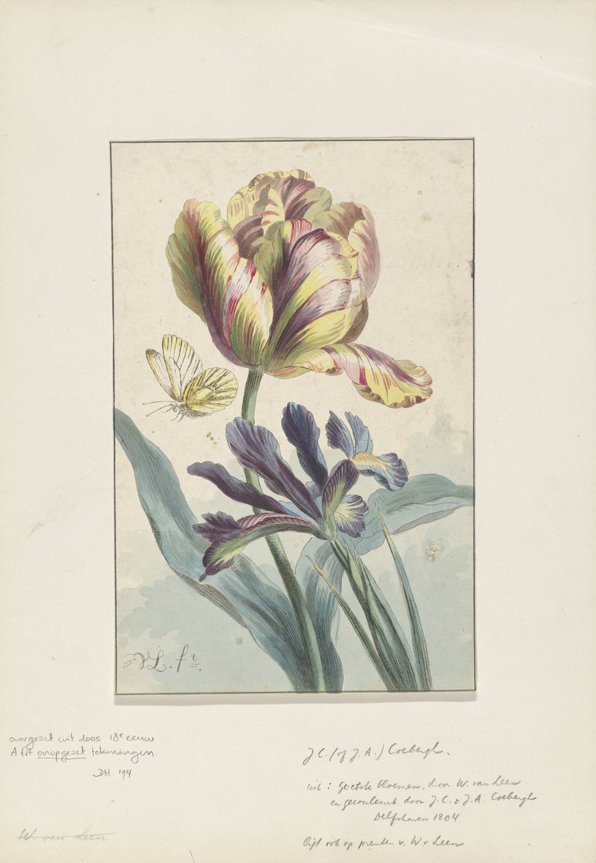 Tulipan i irys autorstwa Willem van Leen