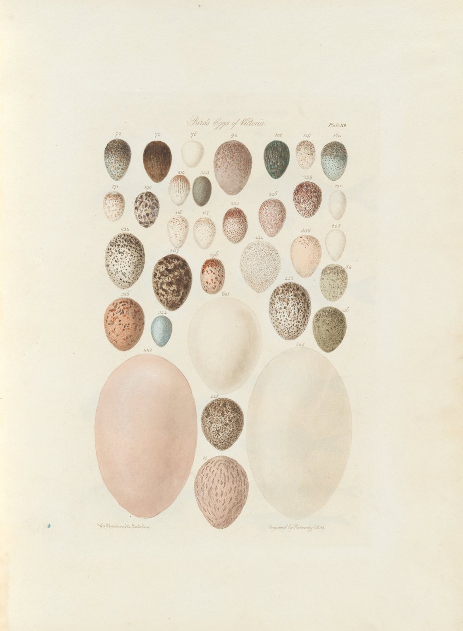 Jaja ptasie Wiktorii.niepublikowane folio Australia Terra Cognita autorstwa Williama Blandowskiego. 1855-56 autorstwa William Blandowski