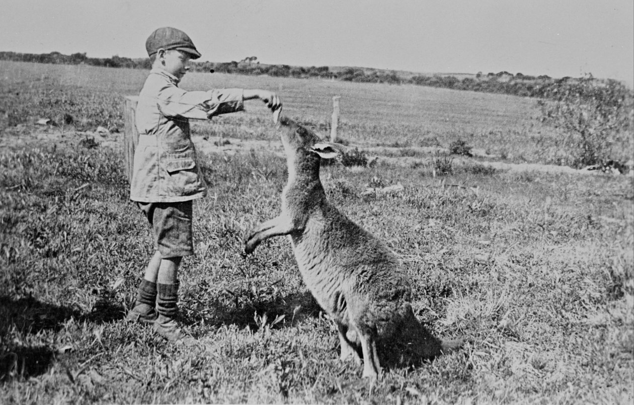 Paddy Dickson karmi Kanga Joe autorstwa William Boyd