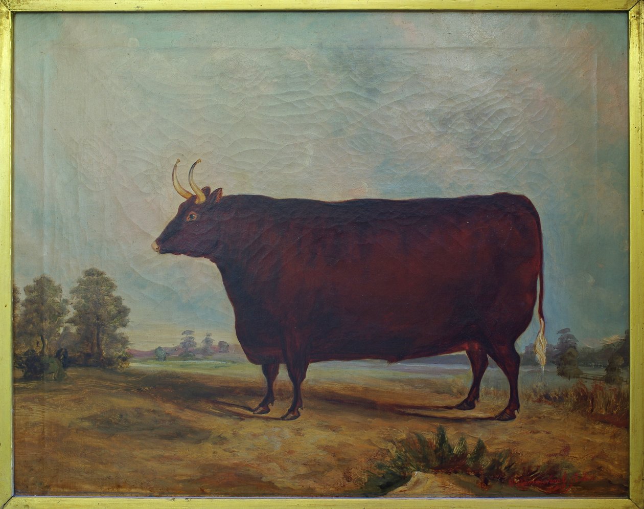 North Devon Wół w krajobrazie, 1837 autorstwa William Carmichael Baker