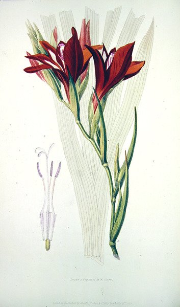 Gladiolus: (czerwony) z `Flora Conspicua, opublikowanej przez Smith,Elder & Co, październik 1825 autorstwa William Clark