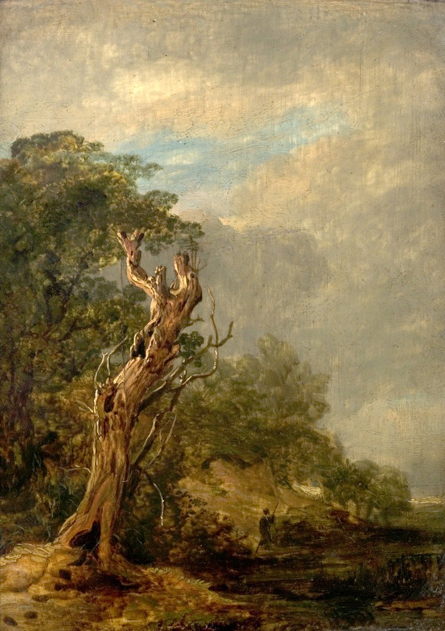 Zwiędłe Drzewo autorstwa William Collins